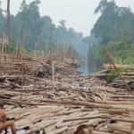 Illegal-forest-logging-2-West-Kalimantan-Indonesia-C-Tim-Cronin_640x425